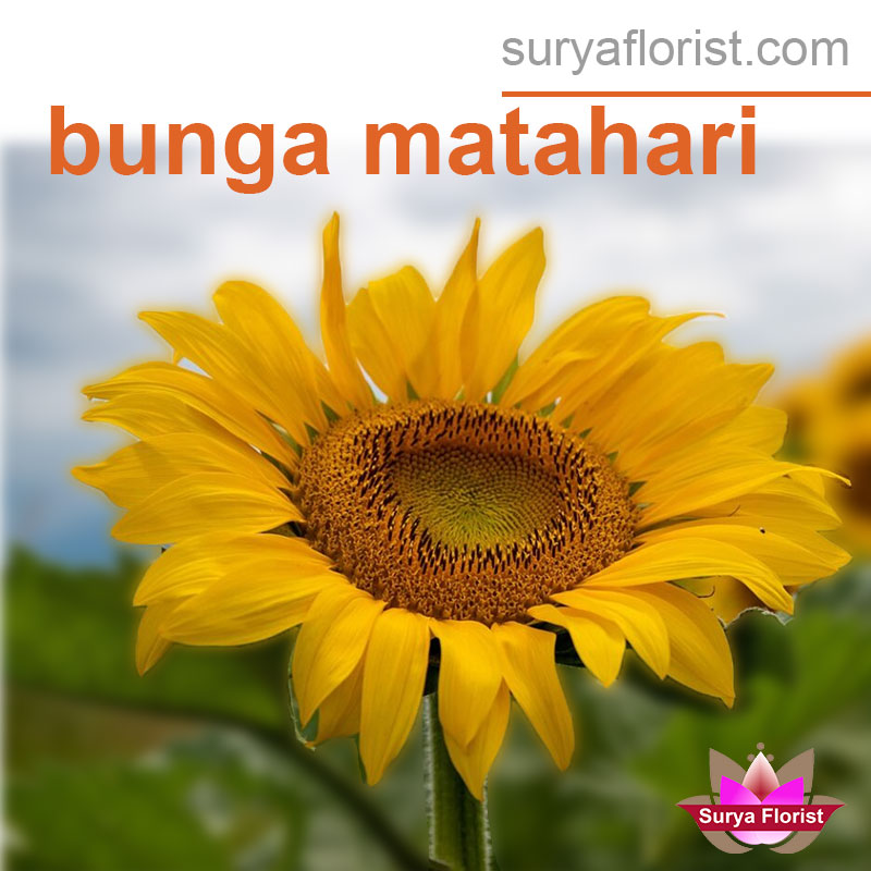 Karangan Bunga Selamat & Sukses Kalimalang